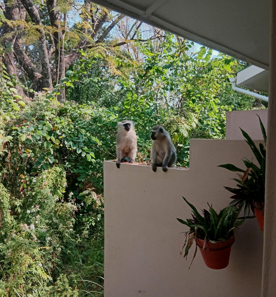 Our daily visitors at Mantenga Lodge