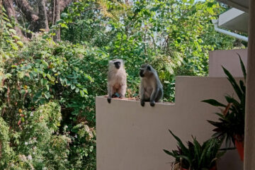 Our daily visitors at Mantenga Lodge